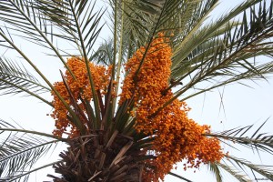 dates_on_palm_tree2